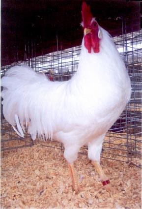 Ρόδι κοτόπουλου: LEGHORN και ρωσικό λευκό