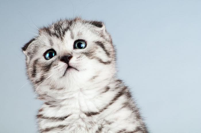 Πόσο είναι ένα βρετανικό γατάκι - ένα εξωτικό αγαπημένο της οικογένειάς σας