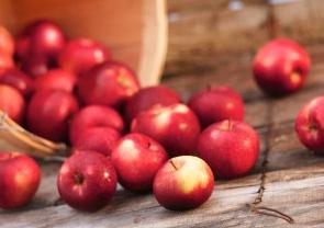 Apple tree: φύτευση και φροντίδα των σπορόφυτων