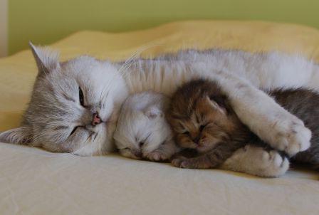 Dream γατάκι και κουτάβι; Τι να περιμένετε;