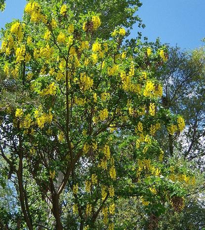 Κίτρινο ακακία - ένα φυτό που δεν χρειάζεται φροντίδα