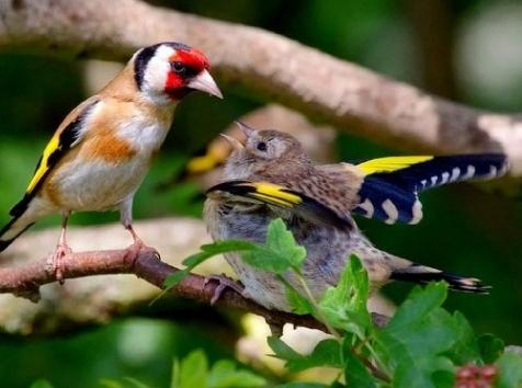 Το Goldfinch είναι ένα τραγούδι πουλί